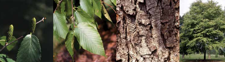 <p>Identify this tree: </p>