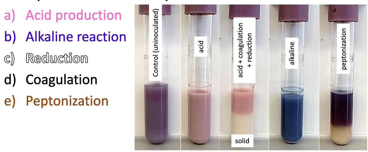 <ol><li><p>Acid Production</p></li></ol><ul><li><p>Litmus turns pink</p></li><li><p>Indicates lactose fermentation (acidic end products are produced)</p></li></ul><ol start="2"><li><p>Alkaline Reaction</p></li></ol><ul><li><p>Litmus turns purple or blue</p></li><li><p>Indicates casein digestion (ammonia is produced)</p></li></ul><ol start="3"><li><p>Reduction</p></li></ol><ul><li><p>Litmus turns white</p></li><li><p>Occurs when litmus dye is chemically reduced during fermentation</p></li></ul><ol start="4"><li><p>Coagulation</p></li></ol><ul><li><p>Medium solidifies</p></li><li><p>Acid causes casein precipitation</p></li><li><p>Gas production may create cracks or fissures</p></li></ul><ol start="5"><li><p>Peptonization</p></li></ol><ul><li><p>Casein is digested</p></li><li><p>Medium becomes translucent or watery</p></li></ul><p></p>