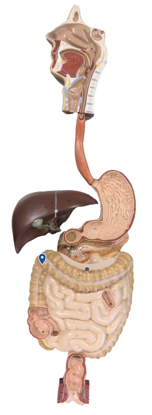 <p>Name this bend in the large intesinte.</p>
