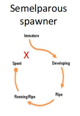 <p>Fish goes into one major spawning event, then dies</p>