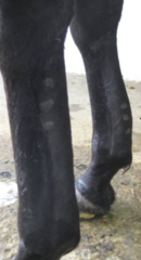 <p>How do you diagnose tendon and ligament injuries?</p>