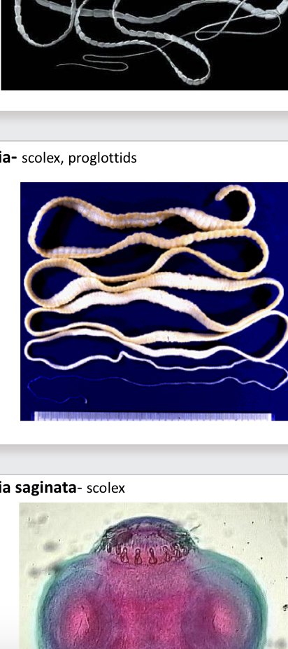 <p>name the 4 tapeworm genera in the class cestoda?</p>