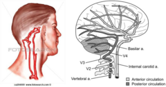 <p>eye = carotid a. supplies</p><p>opthalmic lobe = vertebrobasilar a. supplies</p>