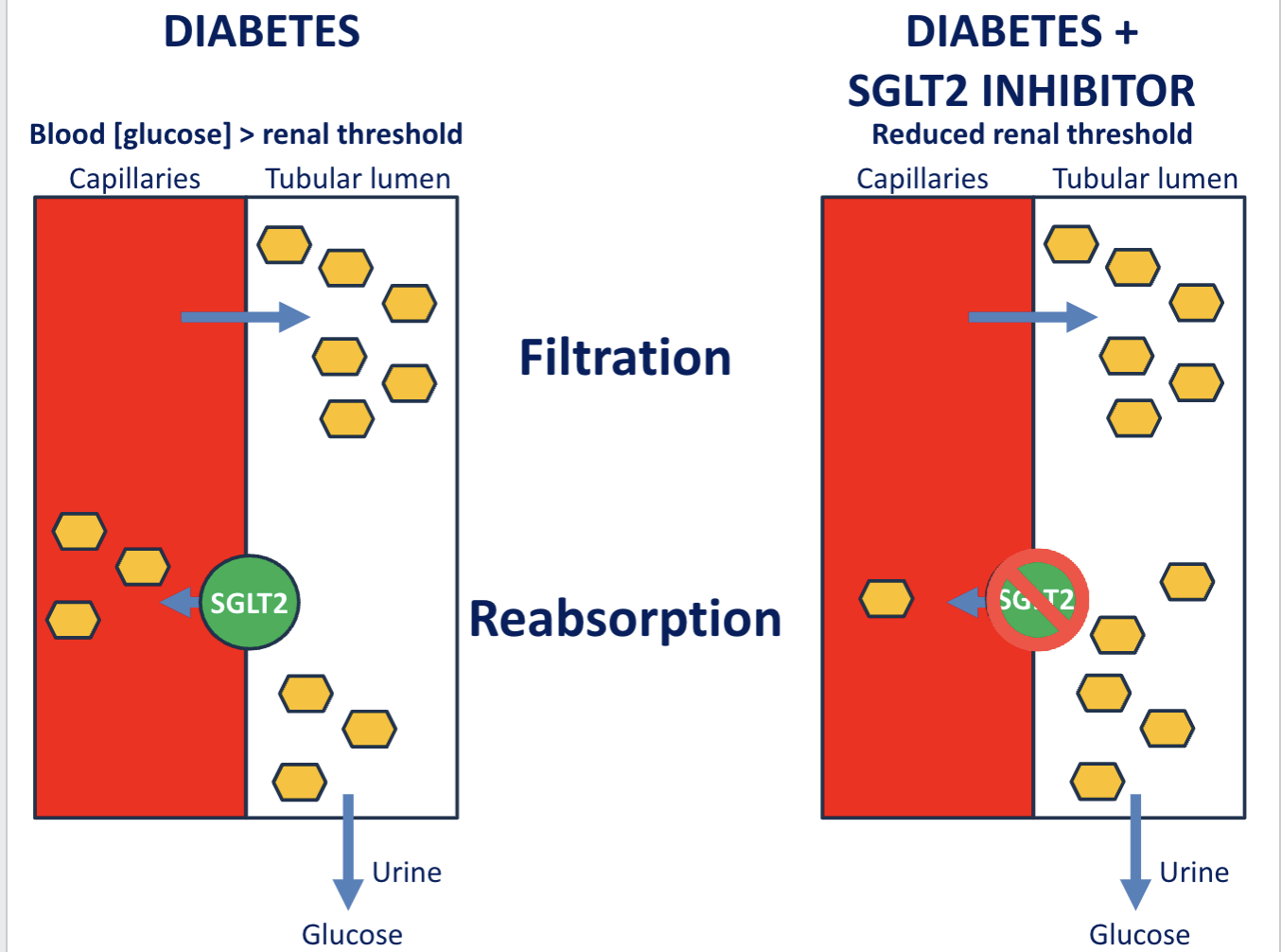 <ol><li><p><span>decrease reabsorption of glucose, </span></p></li><li><p><span>increase urinary glucose excretion</span></p></li><li><p><span>lower blood glucose</span></p></li></ol><p></p>