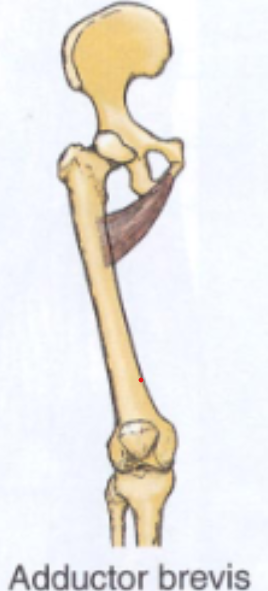 <p>origin: inferior ramus and body of pubis</p><p>insertion: linea aspera</p>
