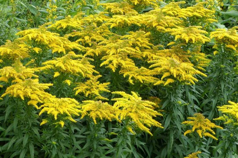 <p>Long creeping, rhizomes, Basal leaves lacking, stem leaves numerous and crowded, only gradually reduced upward, Ray flowers yellow, somewhat overlapping and sometimes sticky-glandular: heads numerous in dense pyramidal clusters</p>