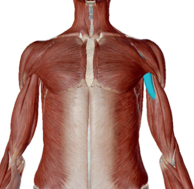 <p>what muscle is this</p>