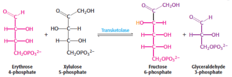 <p>7th step of penthose phosphate pathway/<span style="background-color: transparent;">hexose monophosphate shunt/phosphogluconate pathway</span></p><p>catalysed by <span style="background-color: transparent;"><strong>transketolase</strong></span></p>