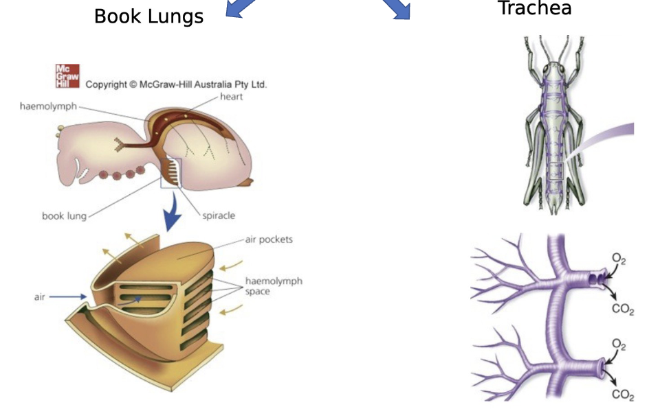 <p>book lungs and trachea</p>