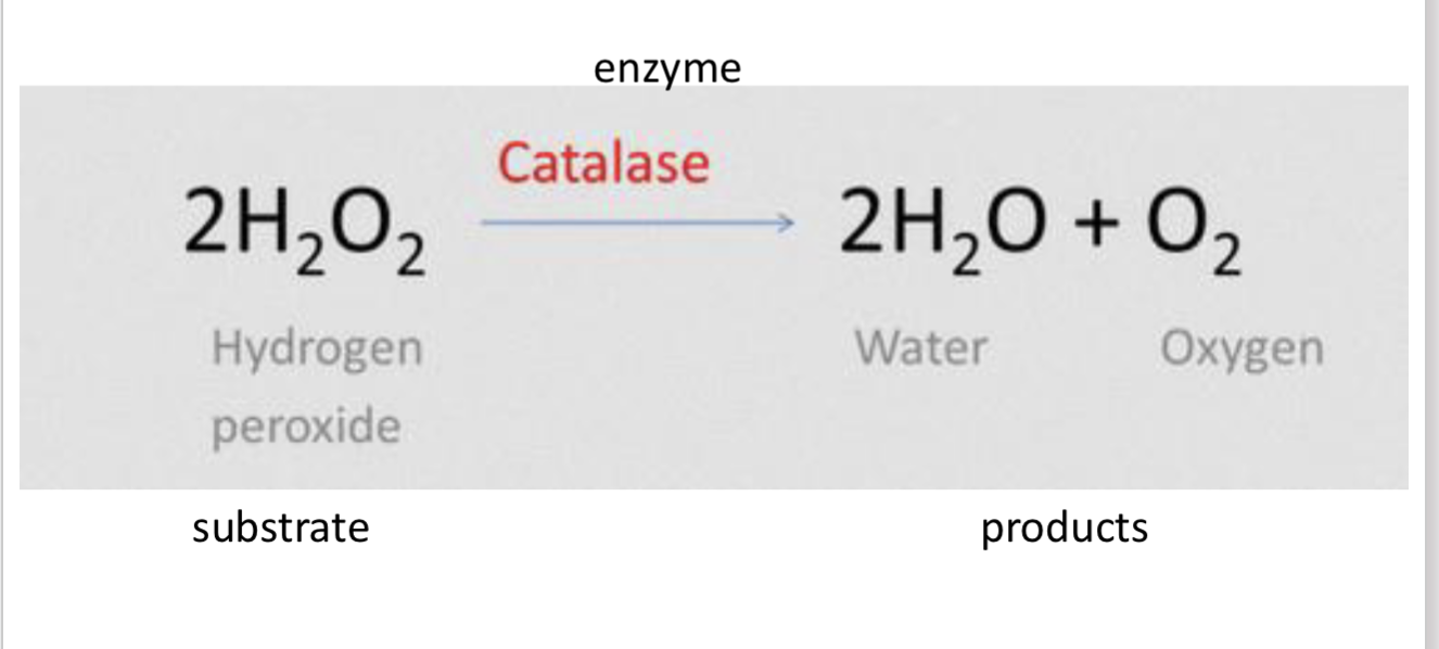 <p>what catalase does?</p>