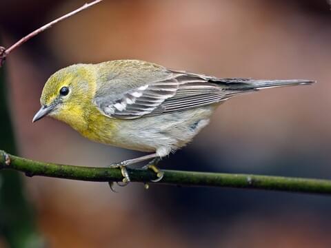 <p>Pine Warbler</p>