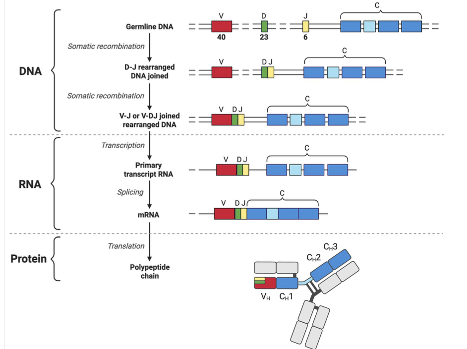 <p>involves the somatic recombination of $$V_H$$, $$D_H$$, and $$J_H$$ segments to create diverse immunoglobulin heavy chains, with D/J rearranged first</p>