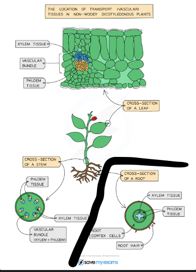 <p>Dead cells joined end to end with no cell contents and no end walls — forms hollow tube. Walls strengthened with lignin making them waterproof and stiff </p>