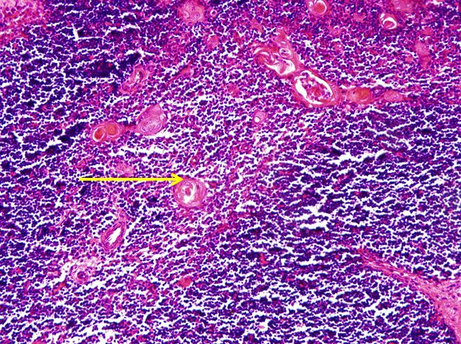 <p>Cấu trúc gì ?</p>