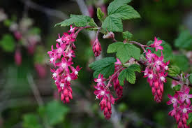 <p>Red-flowering Currant</p>