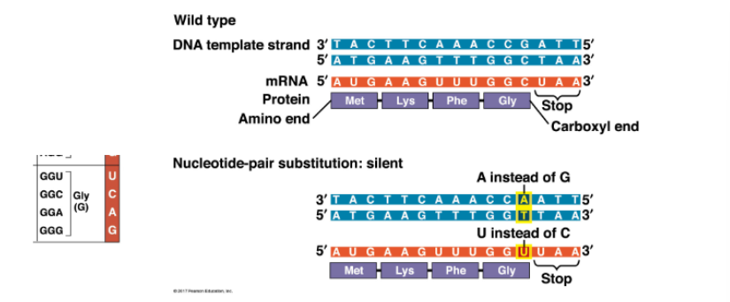 <p>GGC codon becomes GGU codon, but still codes for Glycine — so no effect on protein</p>