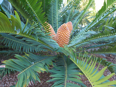 <p>Genus</p>