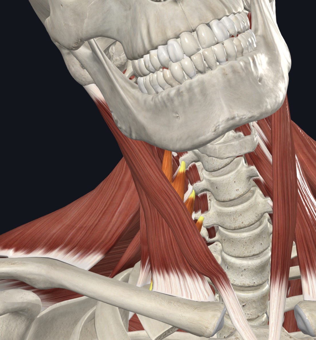 <p>Flexes neck laterally; elevates 1st rib during forced inspiration</p>