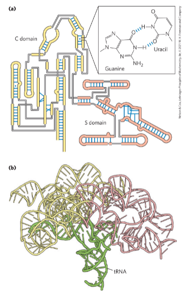 <p>Base pairs in RNA:</p><p>A-U, G-C</p><p>AND</p><p>G-U</p>