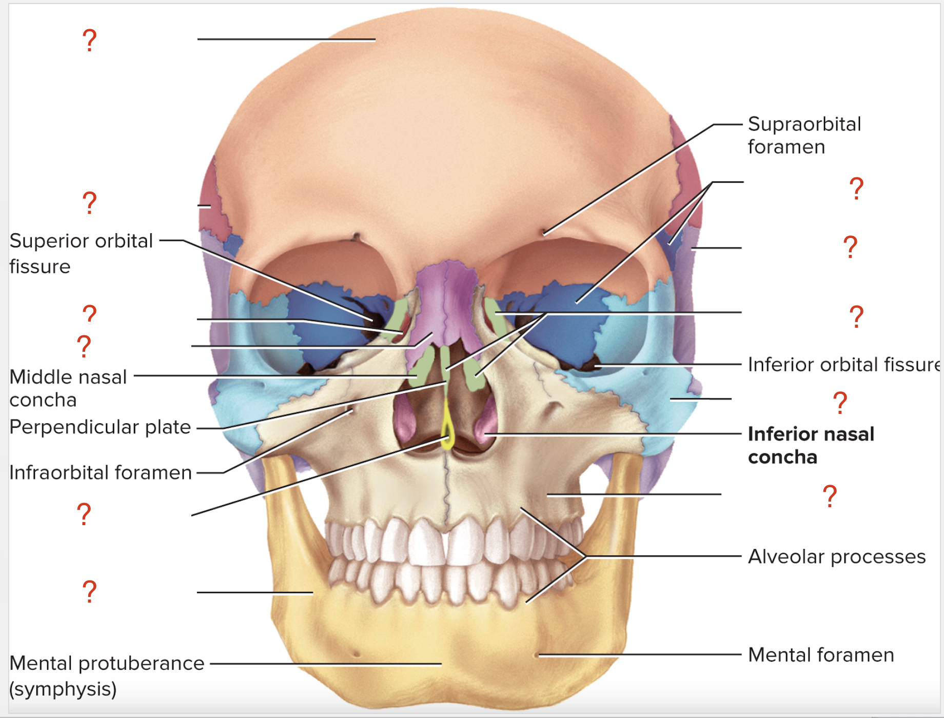 <p>List all of the frontal skull bone and bony marking names.</p>