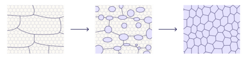 <p>Nucleation and growth of new grains (stage two of annealing)</p>