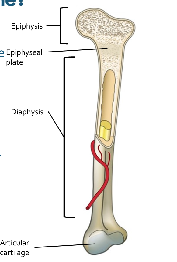 <ul><li><p><strong>Diaphysis: </strong>The shaft of the bone</p></li><li><p><span><strong>Epiphyses:</strong> The expanded ends of the bone</span></p></li><li><p><span><strong>Epiphyseal plate (growth plate):</strong> A layer of hyaline cartilage between the diaphysis and epiphysis that allows for bone growth during childhood and adolescence</span></p></li><li><p><span><strong>Articular cartilage:</strong> Covers the epiphyses, reducing friction and absorbing shock at joints</span></p></li></ul><p></p>