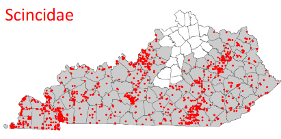 <p>Plestiodon fasciatus</p>