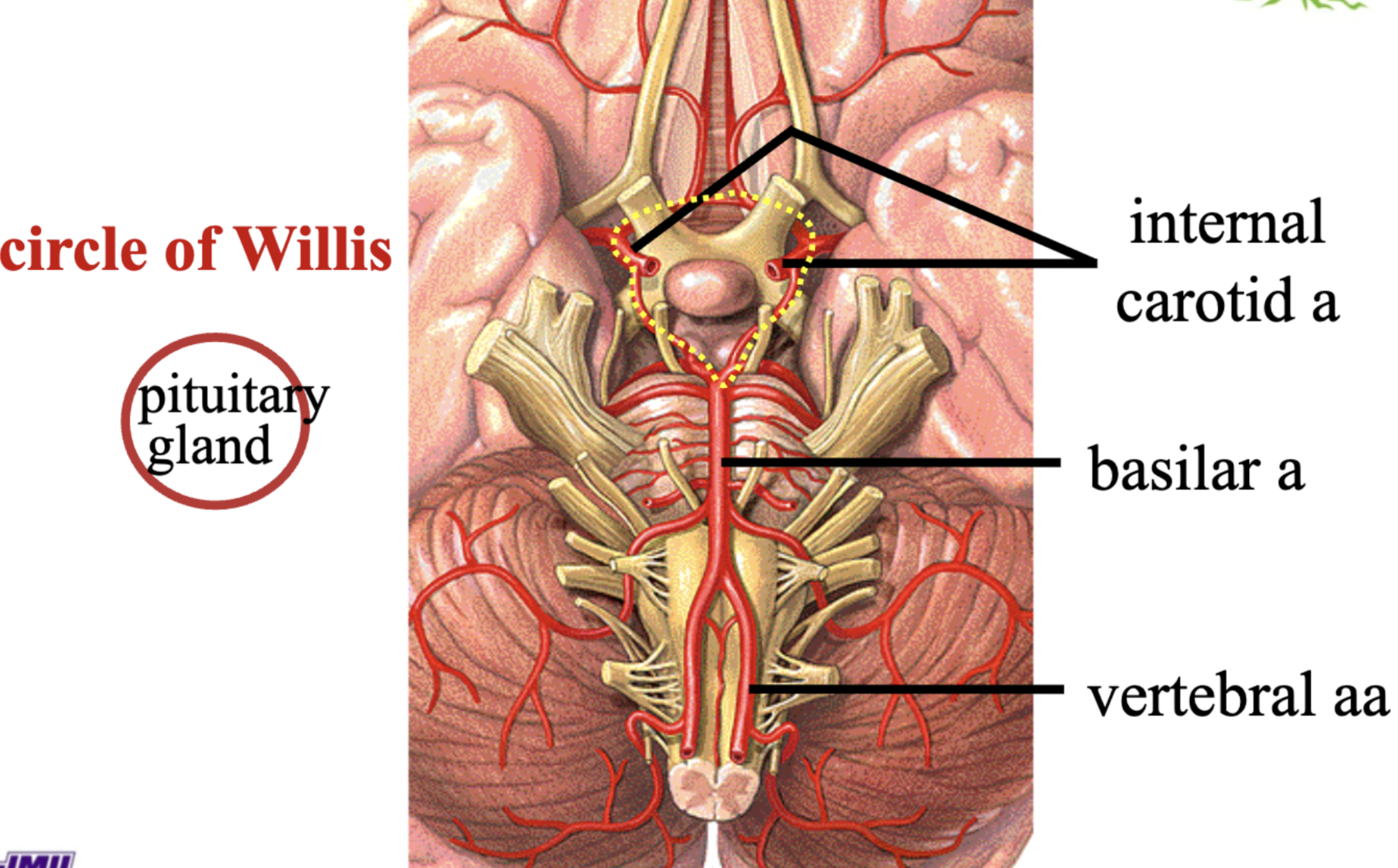 <p>if you look at an inferior view of the brain (bottom) you can see two internal carotid arteris coming from the sides and the basilar artery coming  from below. when they connect they form a loop which is the <strong>circle of willis</strong></p><p><strong>the <u>pituitary </u>gland sits in the middle of the circle of willis </strong></p>