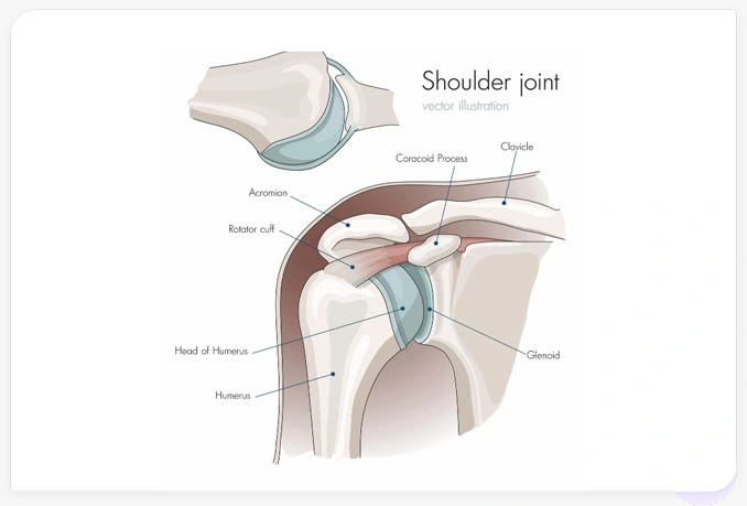 <p>[Anatomy of Selected Synovial Joints]</p><p>Shoulder Joint</p>