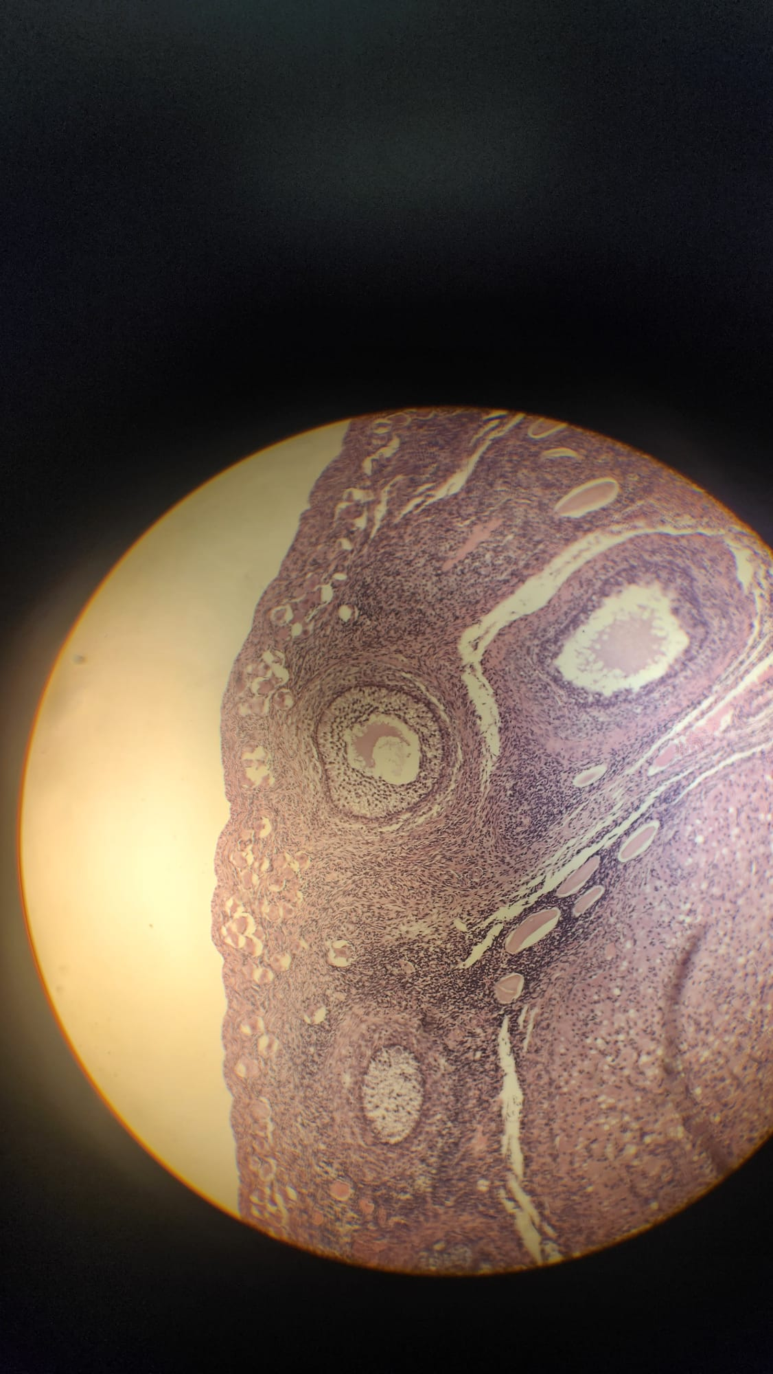 <p>Which organ is this?</p>