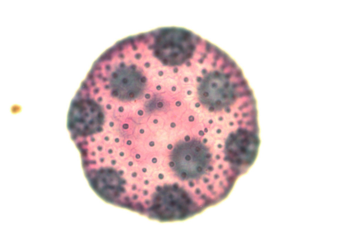 term image