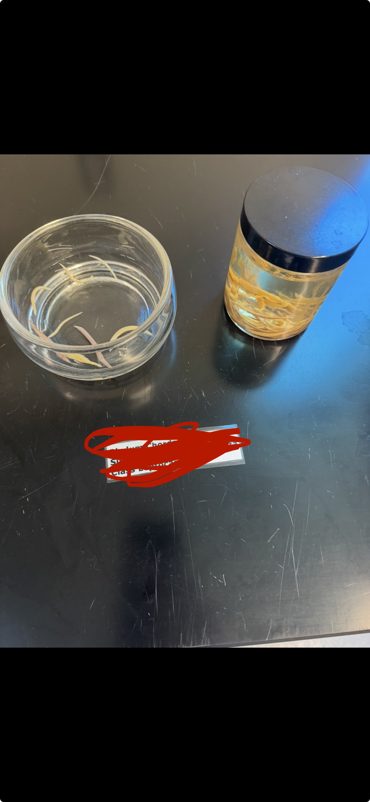 <p>Phylum?</p><p>Subphylum?</p><p>Class?</p>