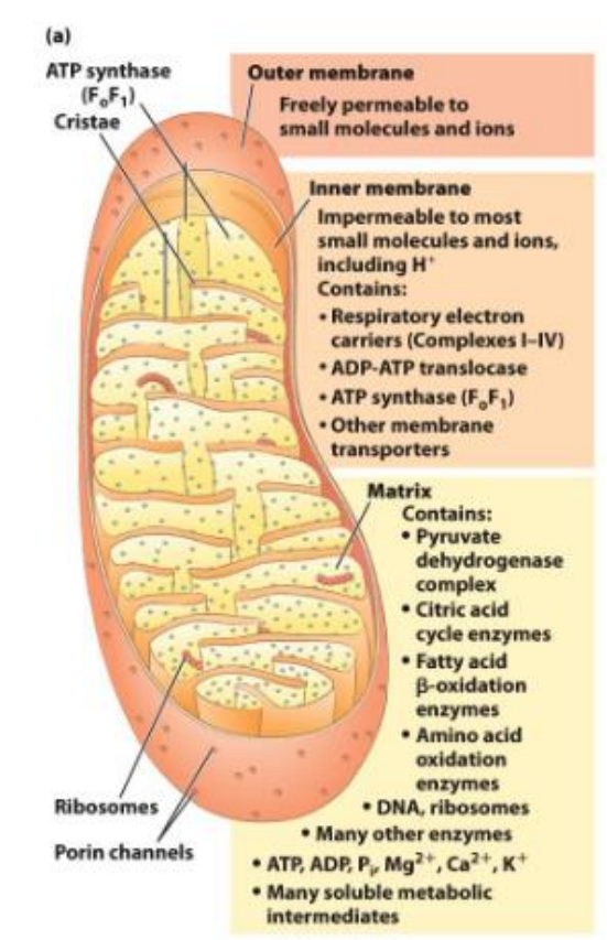 <ul><li><p>The electron transport chain is located in the inner mitochondrial membrane</p></li><li><p>In the table above, we can see the transfer of electrons from the electronegative to the electropositive, indicated how the molecules at the top can readily donate e- and how oxygen at the bottom is a strong acceptor of electrons</p></li></ul><p></p>