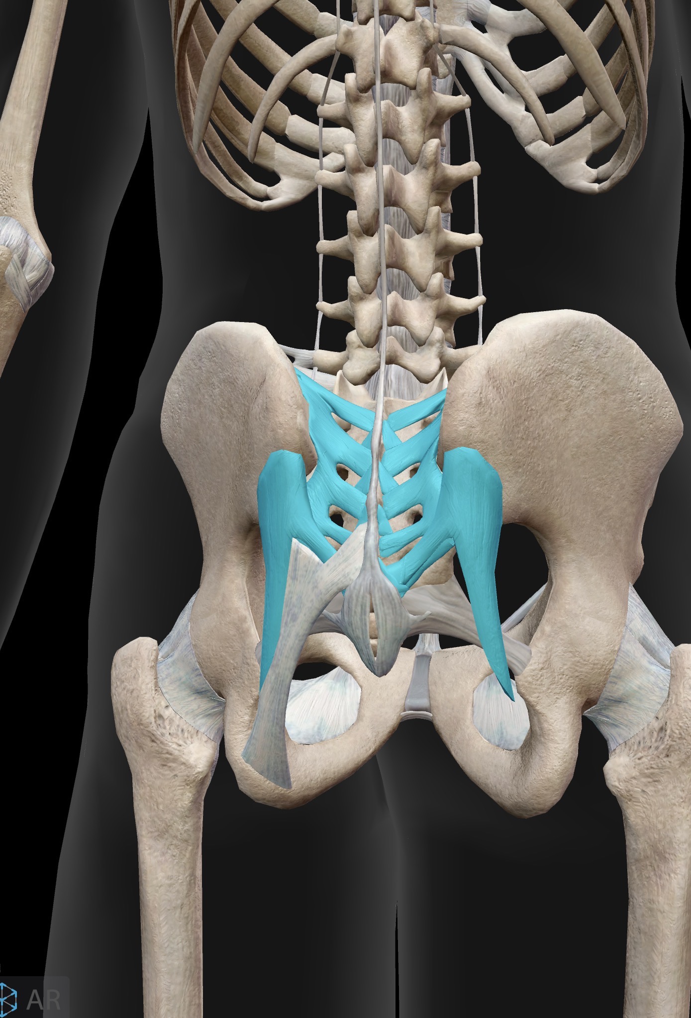 <p>What ligament is this? What does it do?</p>