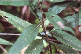 <p>Identify the weed</p>