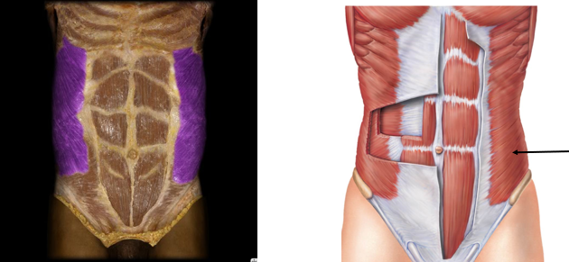 <p>bilateral trunk flexion, unilateral flex and rotate the trunk to opposite side</p>