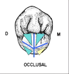 <p>4, mesiolingual</p>