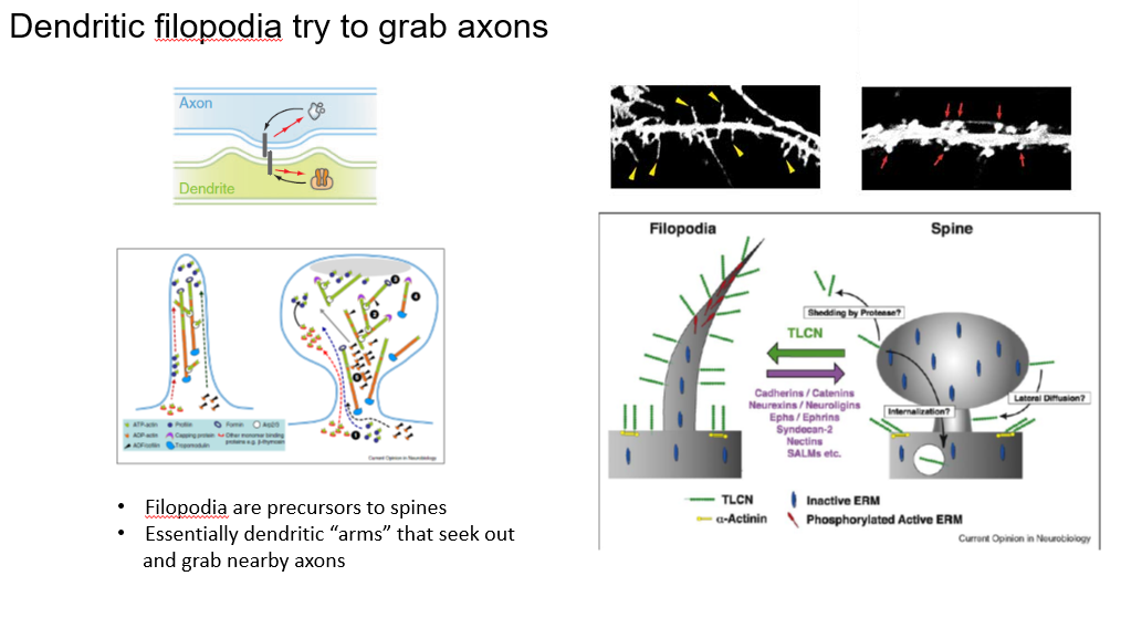 <p>Filopodia are the precursors to dendritic spines </p><p></p><p></p><p>Once they grab onto an axon and synaptic maturation takes place then they start looking like mature dendritic spines</p>