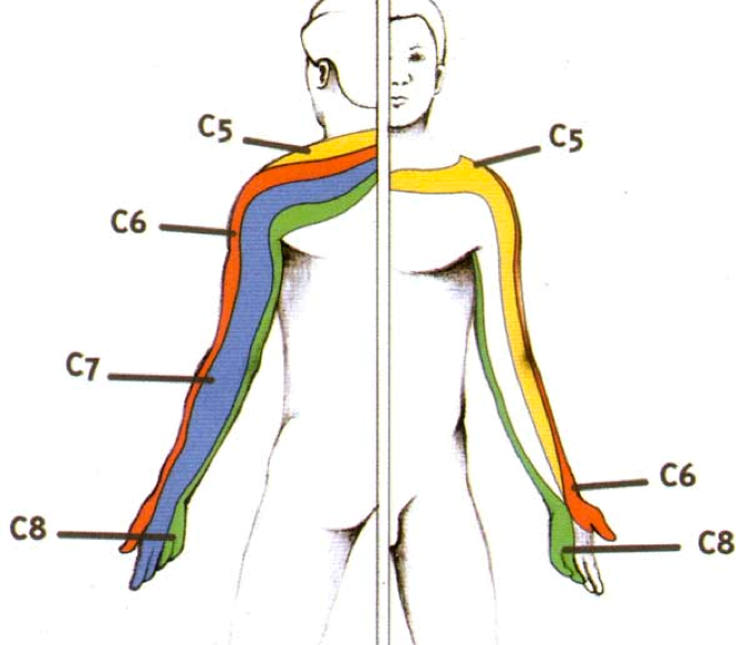 <p>Réflexe tricipital</p><p>Faiblesse triceps brachial</p><p>Trajet postérieur médian</p>
