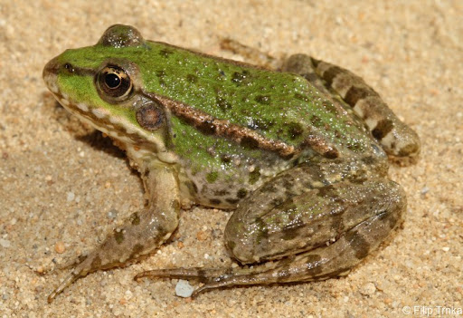 <p>kříženec skokana skřehotavého a skokana krátkonohého</p>