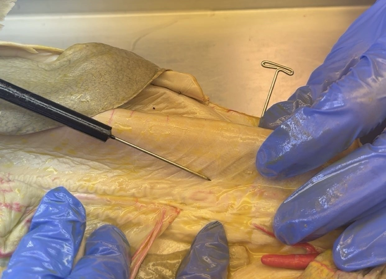 <p>what is this?</p>