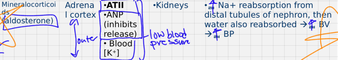 <p>BV <span data-name="arrow_down" data-type="emoji">⬇</span>—> BP<span data-name="arrow_down" data-type="emoji">⬇</span>—> kidney: renin —> angiotensinogen —> angiotensin ll (ATII) —> ALDOSTERONE (adrenal cortex) —> KIDNEYS reabsorption Na+ and water —> <span data-name="arrow_up" data-type="emoji">⬆</span>BV AND BP</p>