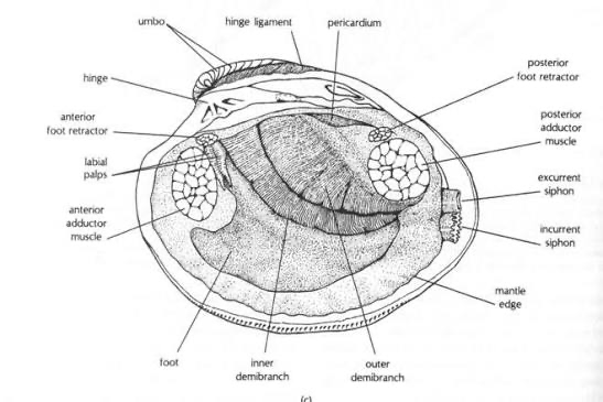 <p>label bivalvia </p>