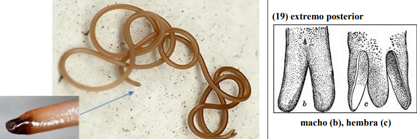 <p>Adultos de vida libre, dulceacuícolas. Larvas endoparásitas de artrópodos. </p>