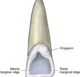 <p>Small bump near cervcial third of anterior tooth on lingual side</p>