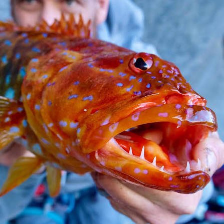 <p>harlequin fish</p>