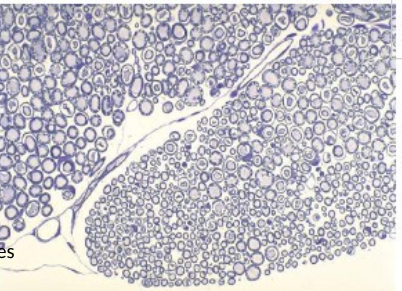 <p>identify the image and its stuctures </p>