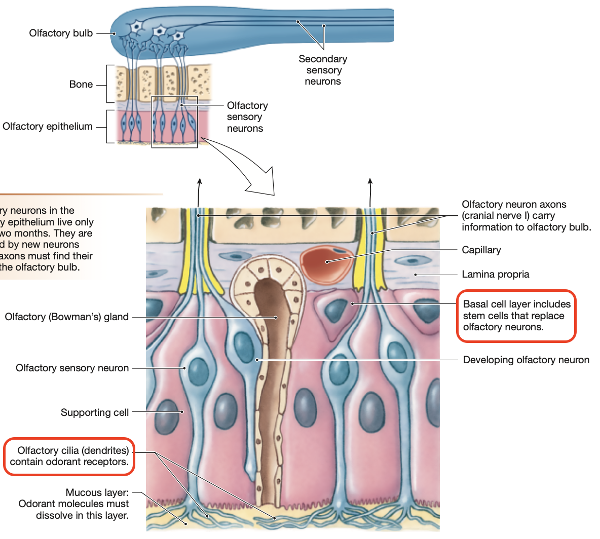 <p>Contains <strong>sensory neurons (<mark data-color="green" style="background-color: green; color: inherit;">chemoreceptors</mark>)</strong> &amp; <strong>supporting cells</strong>.</p><ul><li><p><mark data-color="purple" style="background-color: purple; color: inherit;">Dendrites</mark> of <strong><mark data-color="purple" style="background-color: purple; color: inherit;">olfactory receptor neurons</mark></strong> extend into the mucosal lining of the nasal cavity.</p></li><li><p><mark data-color="yellow" style="background-color: yellow; color: inherit;">Basal cells</mark> act as <strong>stem cells </strong>and constantly differentiate to replace olfactory receptor cells.</p></li><li><p>Gaseous chemicals are inhaled (<strong><mark data-color="green" style="background-color: green; color: inherit;">odorants</mark></strong>) that dissolved into the mucus lining the olfactory epithelium</p><ul><li><p>If noxious airborne chemicals are inhaled, it can damage the olfactory epithelium, including the <mark data-color="purple" style="background-color: purple; color: inherit;">olfactory receptor cells</mark>, hence the need for <mark data-color="yellow" style="background-color: yellow; color: inherit;">basal cells</mark>.</p></li></ul></li></ul><p></p>