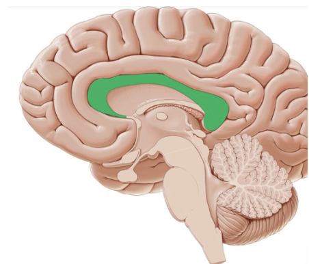 <p>Corpus callosum</p>