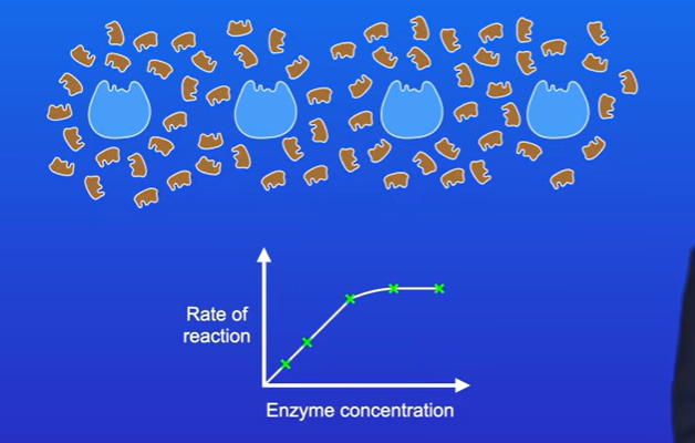 <p>Directly proportional , as long as there is more substrate than enzyme</p><p>If substrate becomes limited, then increasing enzyme concentration will no longer increase rate</p><p>There will not be enough substrate molecules, to collide with all the available active sites</p>